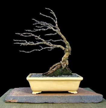 Detail Bonsai Serut Gaya Tertiup Angin Nomer 9