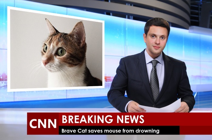 Detail Breaking News Meme Template Nomer 14