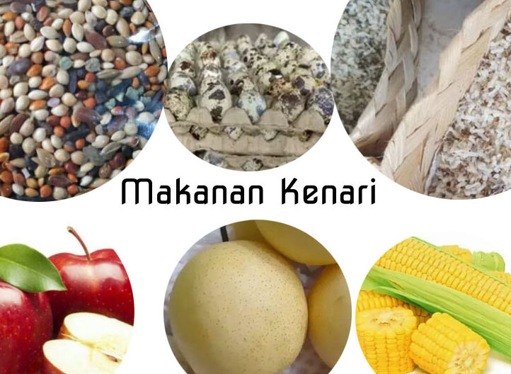 Detail Buah Buahan Untuk Kenari Nomer 44