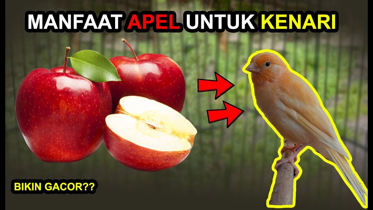 Detail Buah Buahan Untuk Kenari Nomer 8