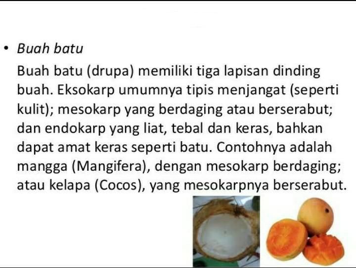 Detail Buah Drupa Adalah Nomer 2