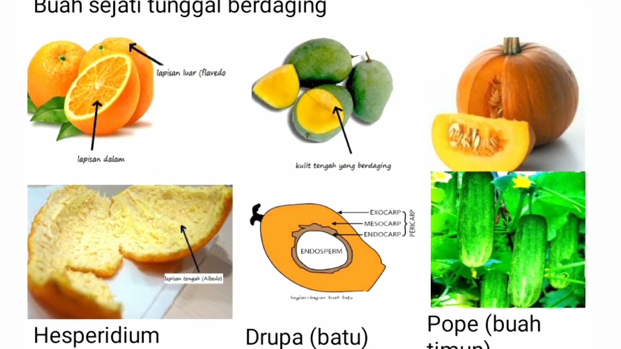 Detail Buah Drupa Adalah Nomer 20