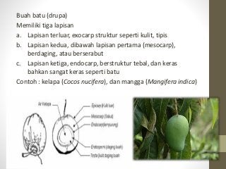 Detail Buah Drupa Adalah Nomer 34