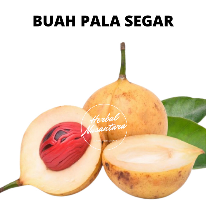 Detail Buah Drupa Adalah Nomer 44