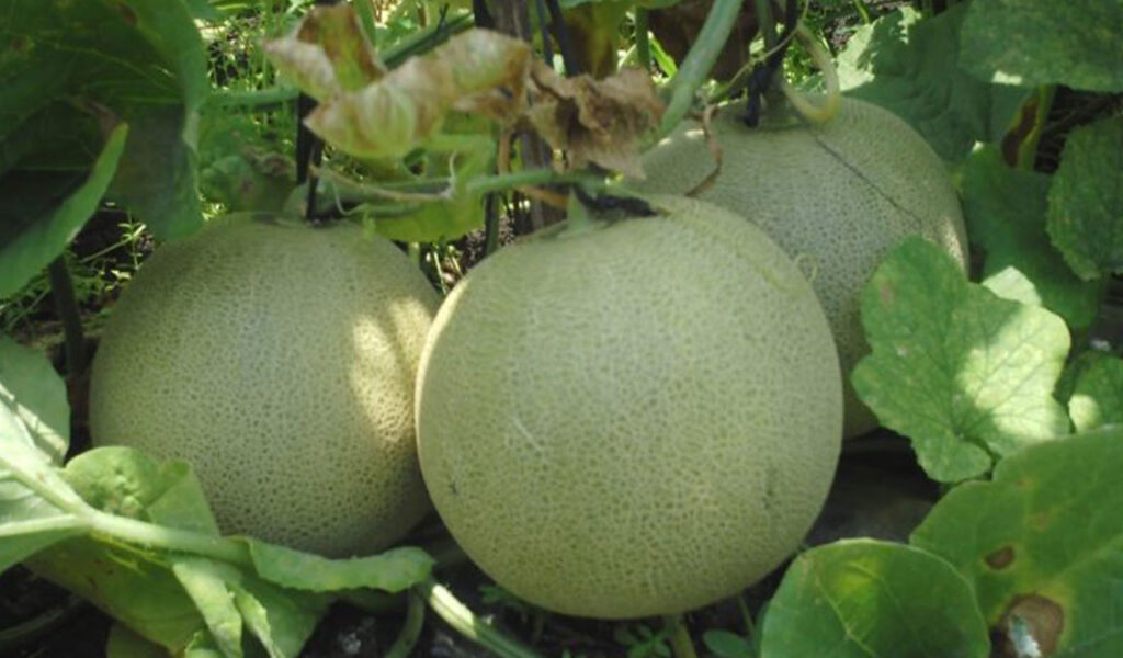 Detail Buah Melon Adalah Nomer 33