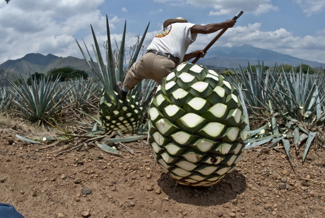 Buah Tequila Adalah - KibrisPDR