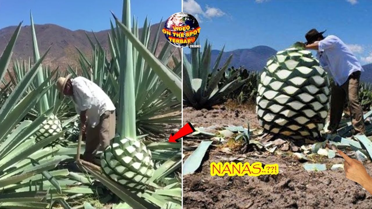 Detail Buah Tequila Adalah Nomer 2