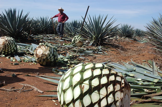 Detail Buah Tequila Adalah Nomer 9
