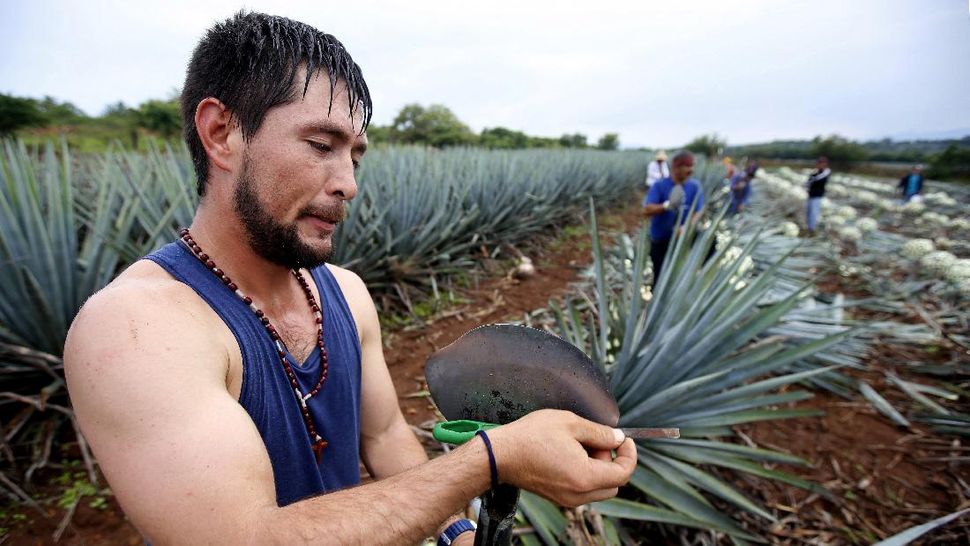 Detail Buah Tequila Adalah Nomer 10
