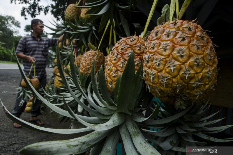 Detail Buah Tequila Adalah Nomer 13