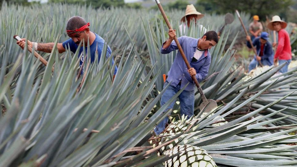 Detail Buah Tequila Adalah Nomer 14