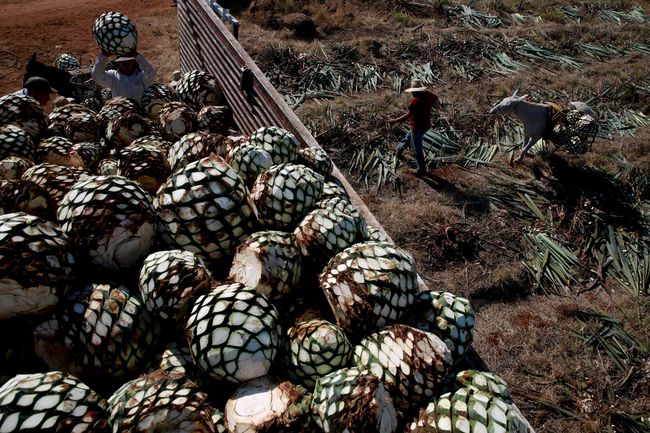 Detail Buah Tequila Adalah Nomer 3