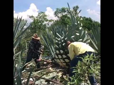 Detail Buah Tequila Adalah Nomer 15