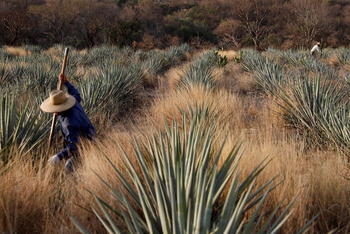 Detail Buah Tequila Adalah Nomer 22
