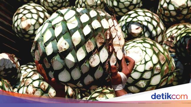 Detail Buah Tequila Adalah Nomer 4