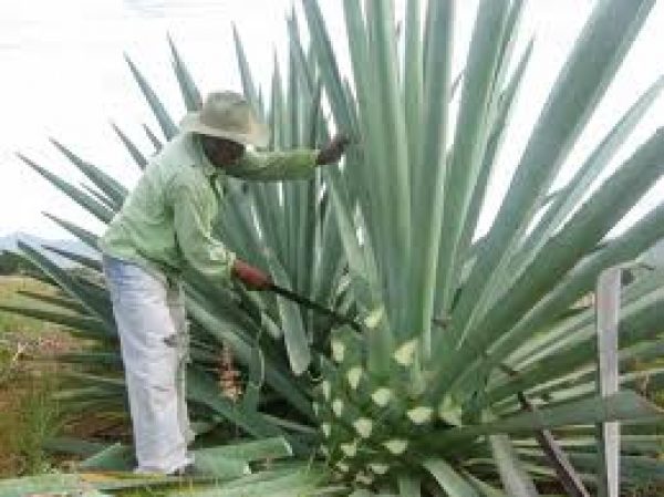 Detail Buah Tequila Adalah Nomer 28