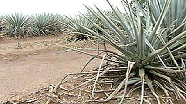 Detail Buah Tequila Adalah Nomer 5