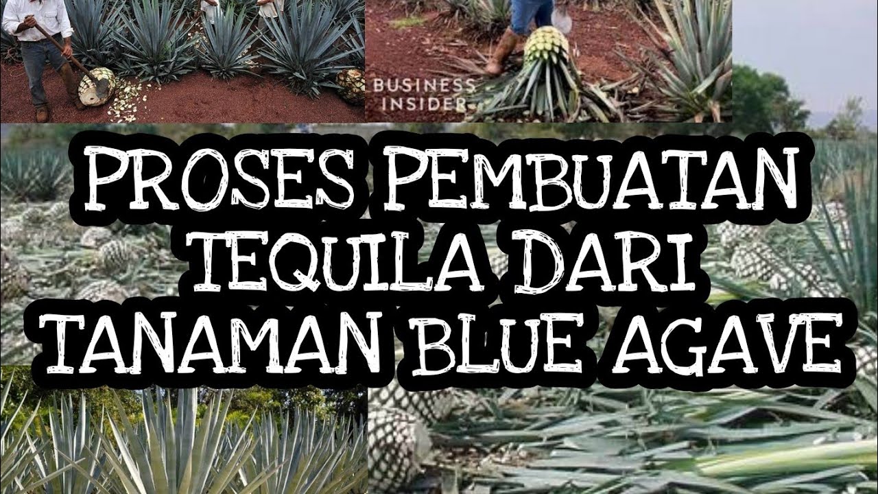 Detail Buah Tequila Adalah Nomer 6