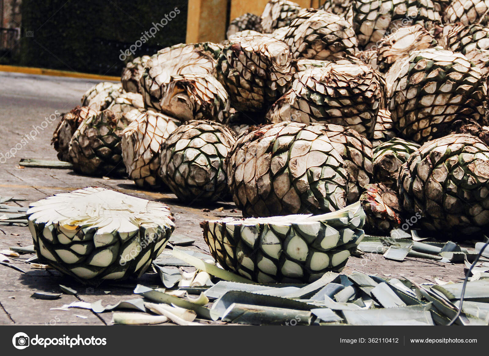 Detail Buah Tequila Adalah Nomer 7