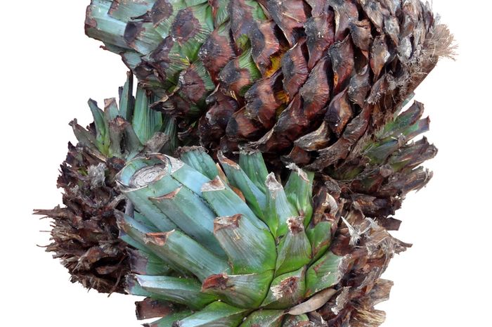 Detail Buah Tequila Adalah Nomer 8