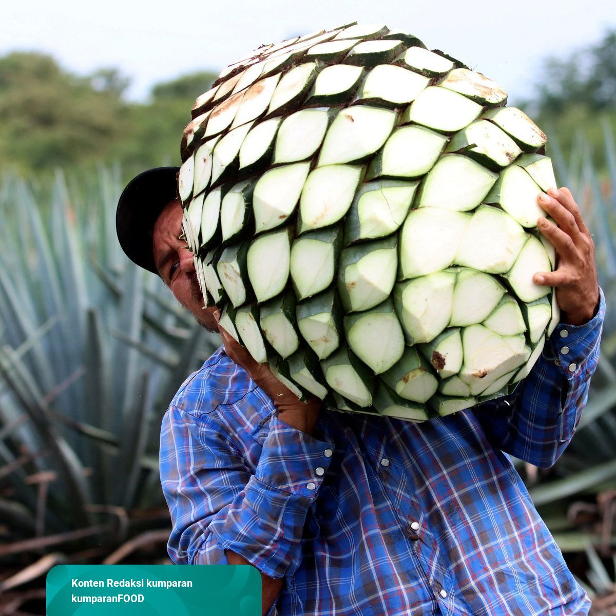 Detail Buah Tequila Adalah Nomer 36