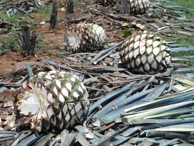 Detail Buah Tequila Adalah Nomer 38