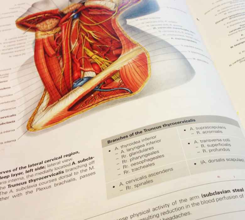 Detail Buku Anatomi Sobotta Nomer 18