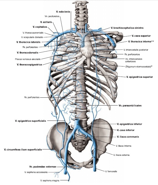 Detail Buku Anatomi Sobotta Nomer 44