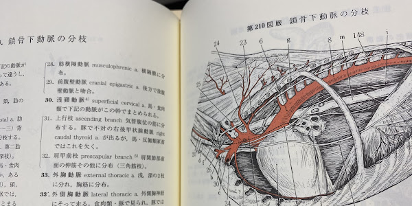 Detail Buku Anatomi Veteriner Nomer 31