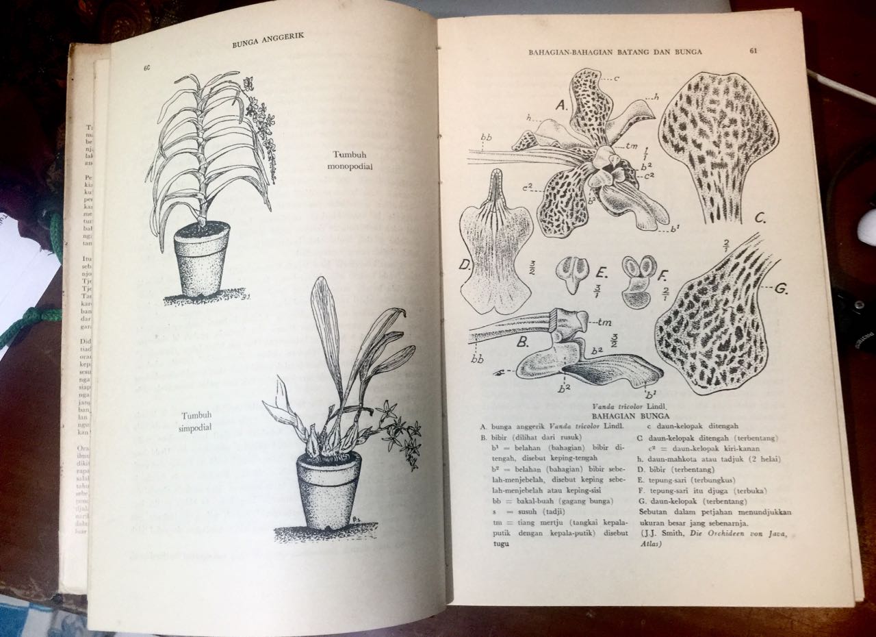 Detail Buku Anggrek Spesies Indonesia Nomer 28