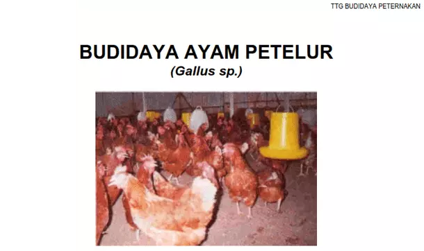 Detail Buku Ayam Petelur Nomer 21