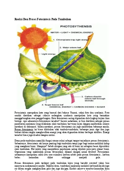 Detail Buku Biologi Tentang Fotosintesis Nomer 20