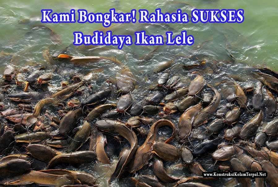 Detail Buku Budidaya Ikan Lele Nomer 10