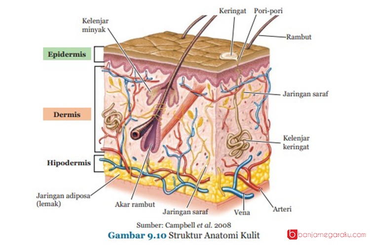 Detail Buku Campbell 2008 Nomer 43