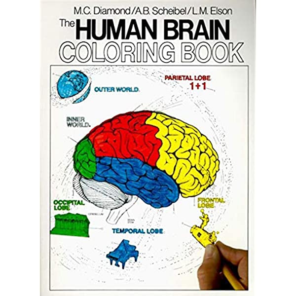 Detail Buku Color Basic Nomer 13