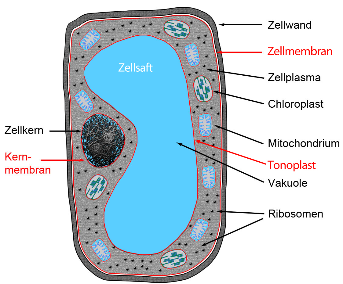 Detail Golgi Apparat Tierzelle Nomer 3