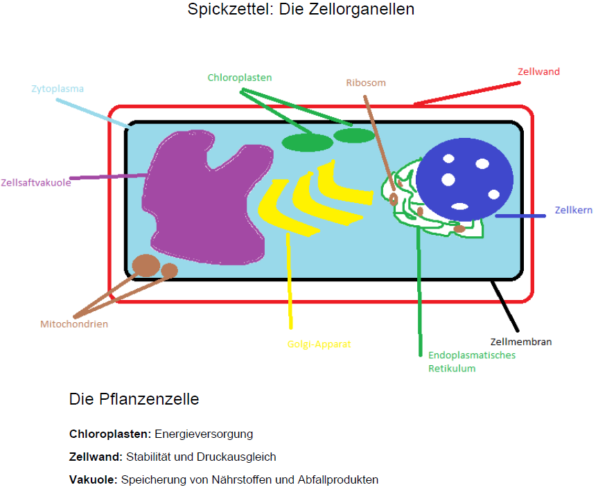 Detail Golgi Apparat Tierzelle Nomer 6