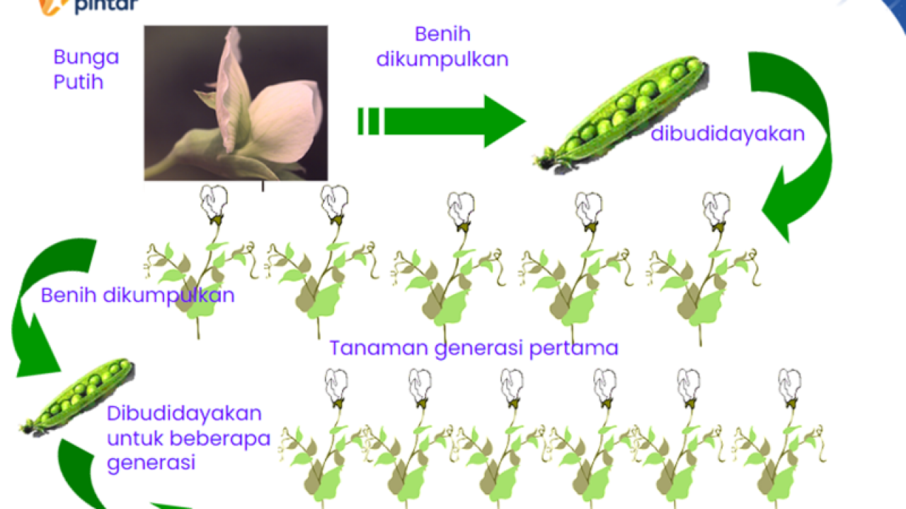 Detail Buku Genetika Mendel Nomer 12