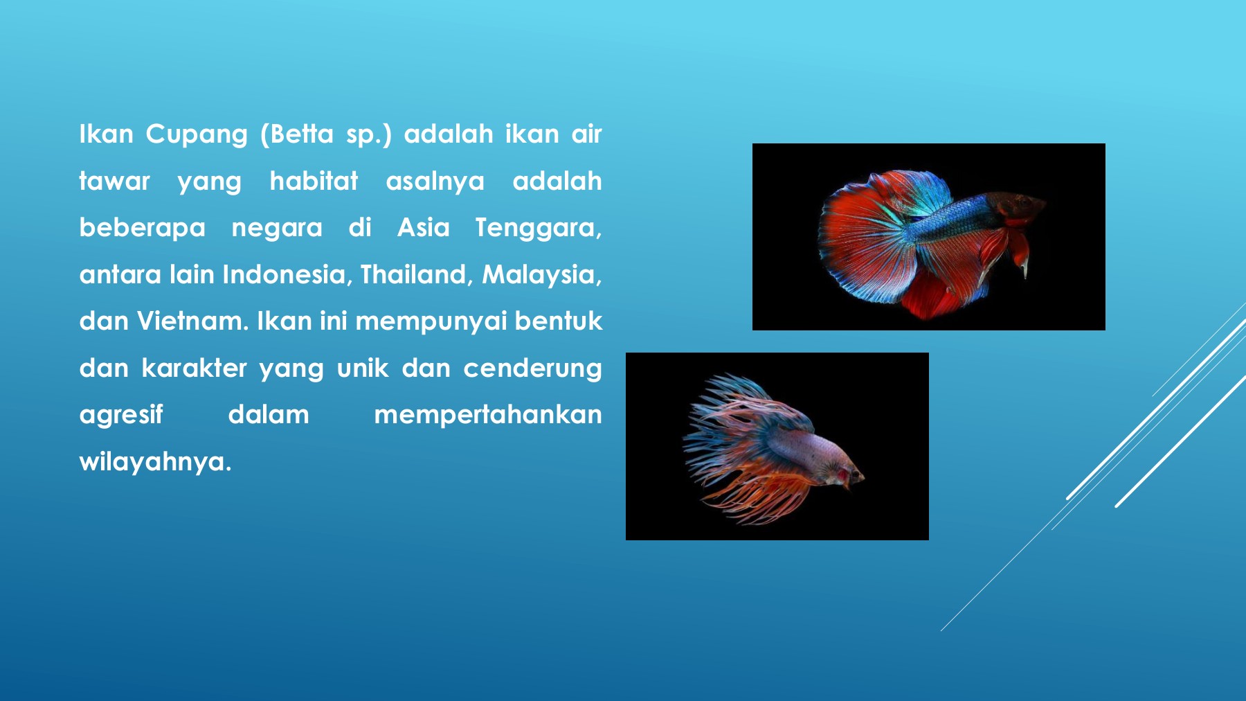Detail Buku Ikan Cupang Nomer 35