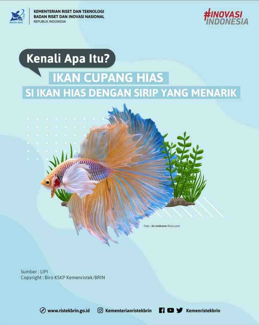 Detail Buku Ikan Cupang Nomer 42