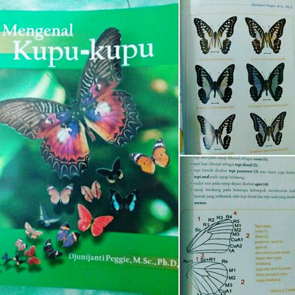 Detail Buku Kupu Kupu Nomer 11