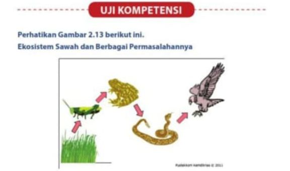 Detail Buku Lks Ipa Kelas 7 Semester 2 Kurikulum 2013 Nomer 33