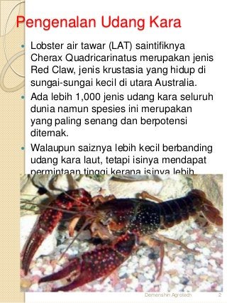 Detail Buku Lobster Air Tawar Nomer 37