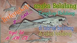 Detail Buku Mimpi 2d Belalang Nomer 36