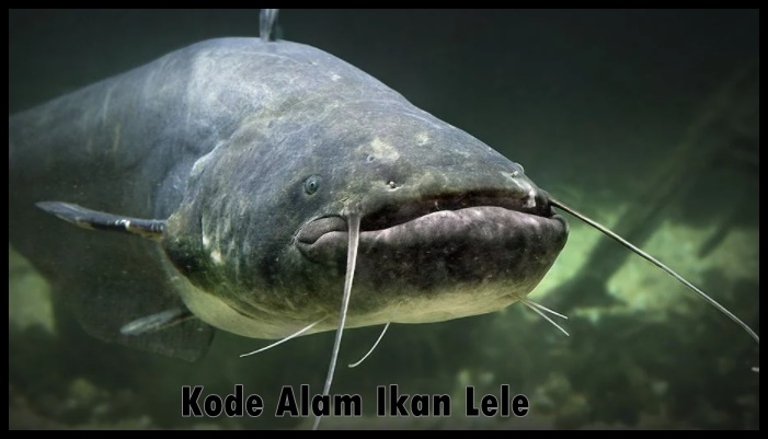 Detail Buku Mimpi 2d Ikan Lele Nomer 30