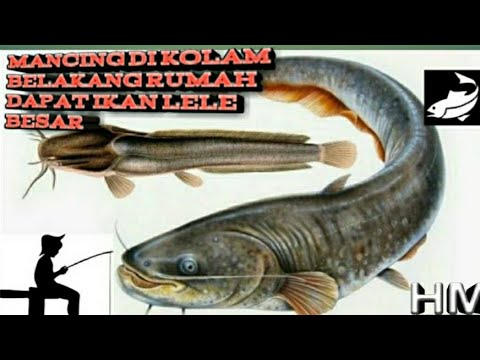 Detail Buku Mimpi 2d Ikan Lele Nomer 44