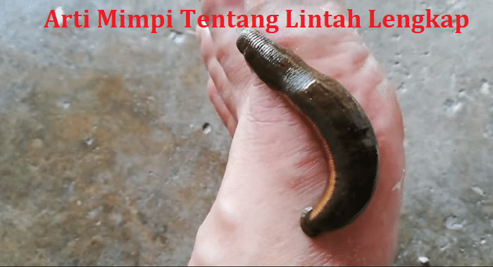 Detail Buku Mimpi 2d Lintah Nomer 8