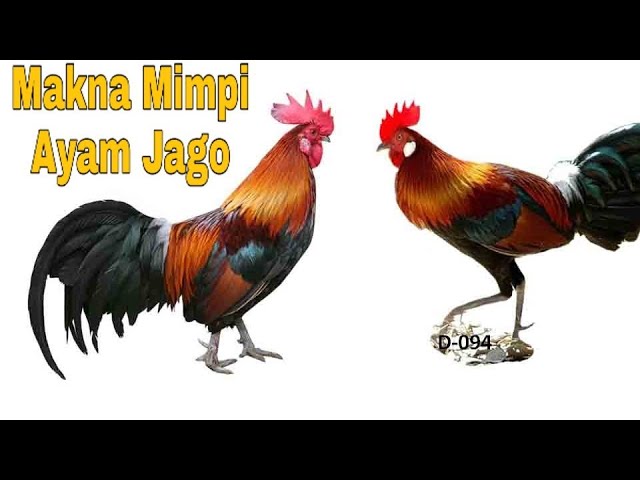Detail Buku Mimpi Ayam Jago Nomer 5
