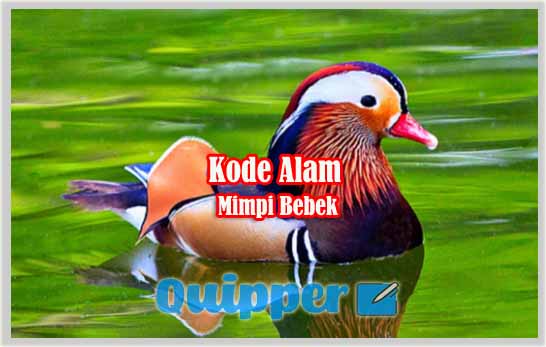 Detail Buku Mimpi Bebek Nomer 6