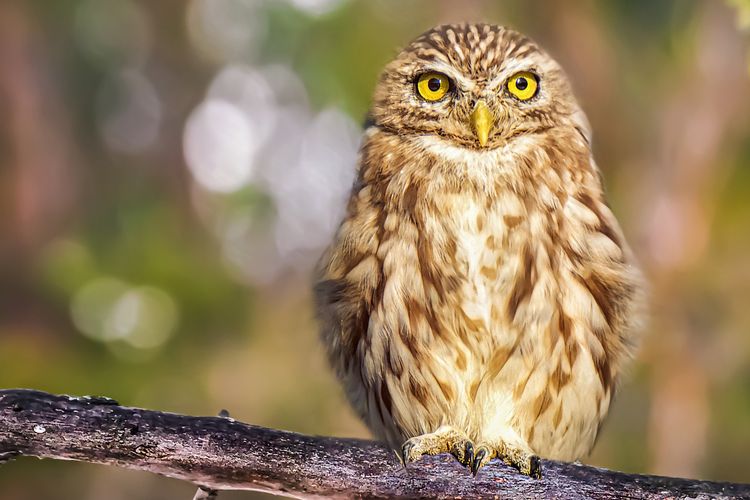 Detail Buku Mimpi Burung Hantu Nomer 20